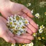 How To Harvest Chamomile - 3 Easy Steps 3 How To Harvest Chamomile