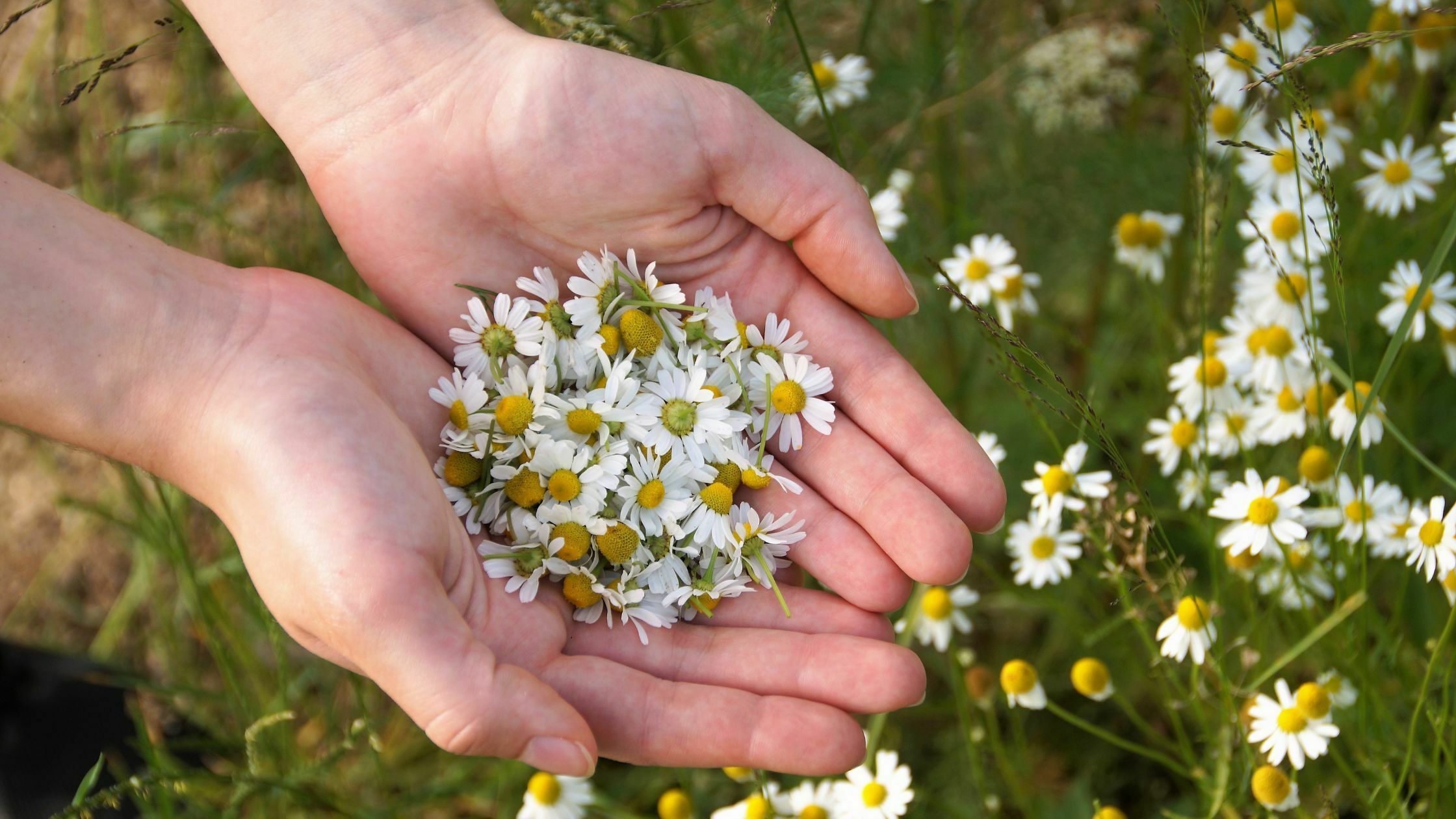 How To Harvest Chamomile - 3 Easy Steps 1 How To Harvest Chamomile
