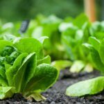 How To Harvest Romaine Lettuce - 3 Easy Steps 2 Harvest Romaine Lettuce