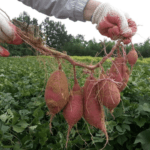 How To Harvest Sweet Potatoes - 6 Easy Steps 2 How To Harvest Sweet Potatoes