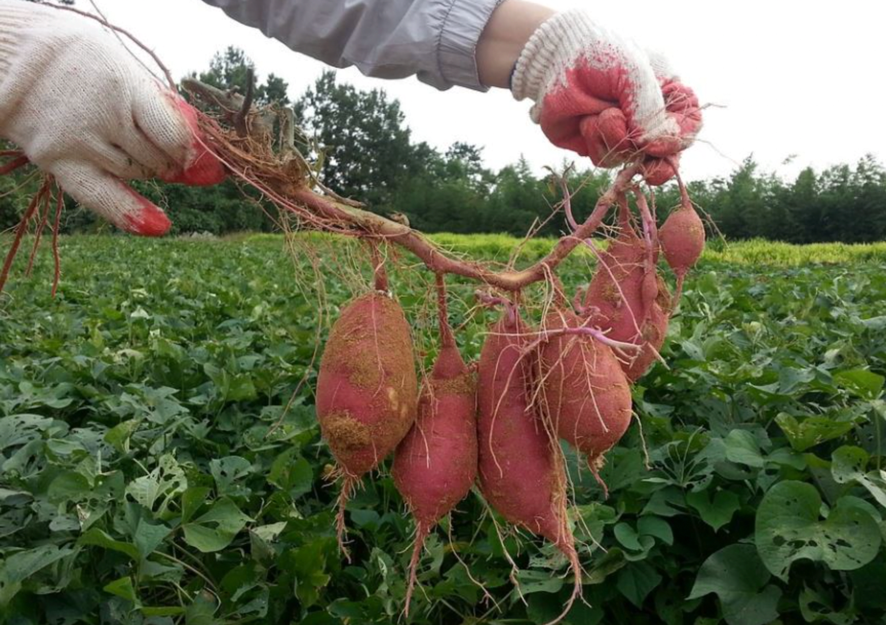 How To Harvest Sweet Potatoes