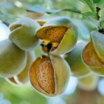 How To Harvest Almonds - 5 Best Ways 2 How To harvest Almonds