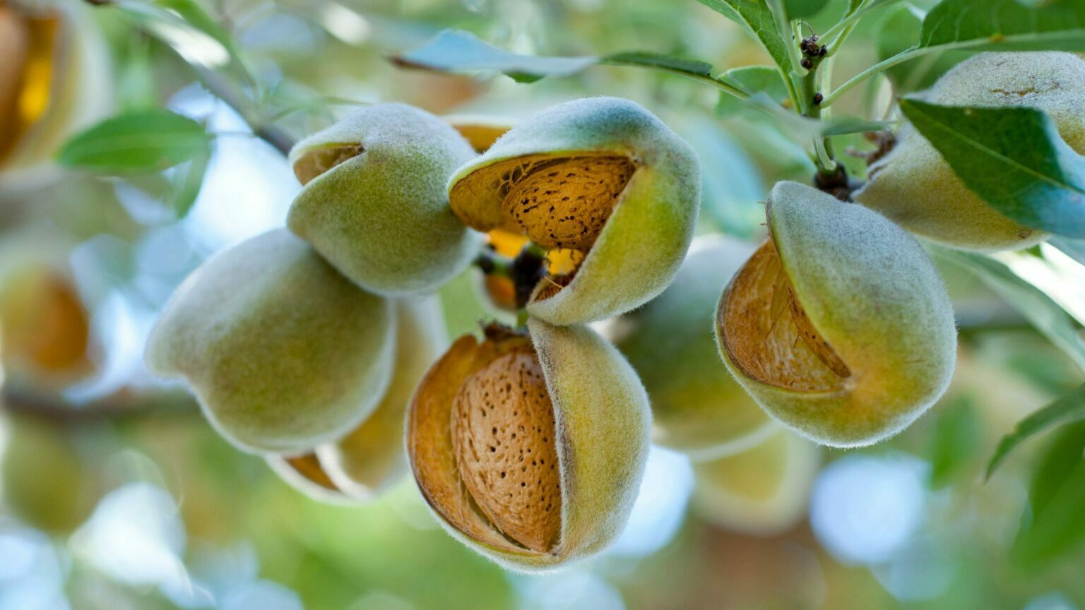 How To Harvest Almonds 5 Best Ways