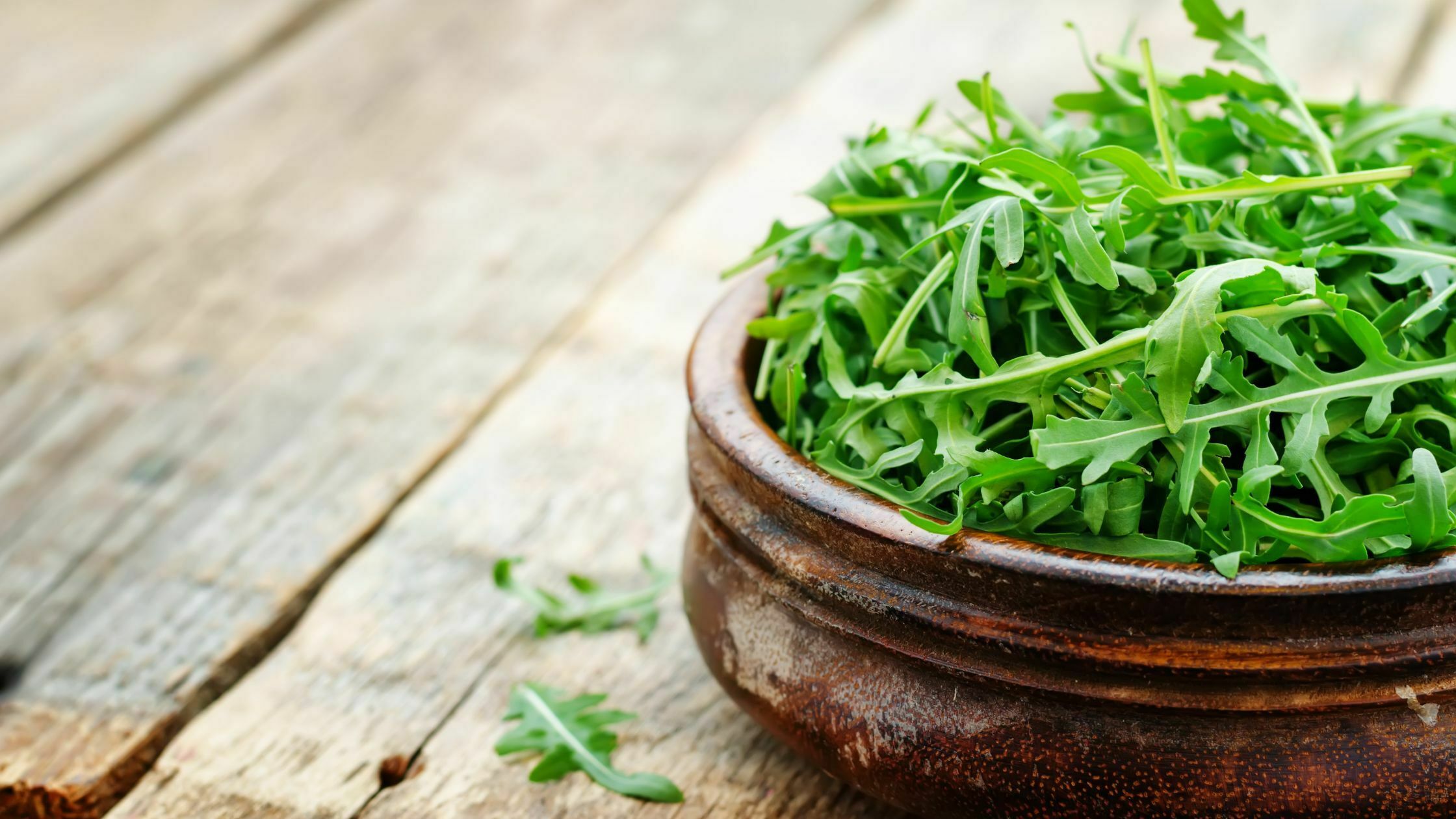 How To Harvest Arugula - 5 Best Ways