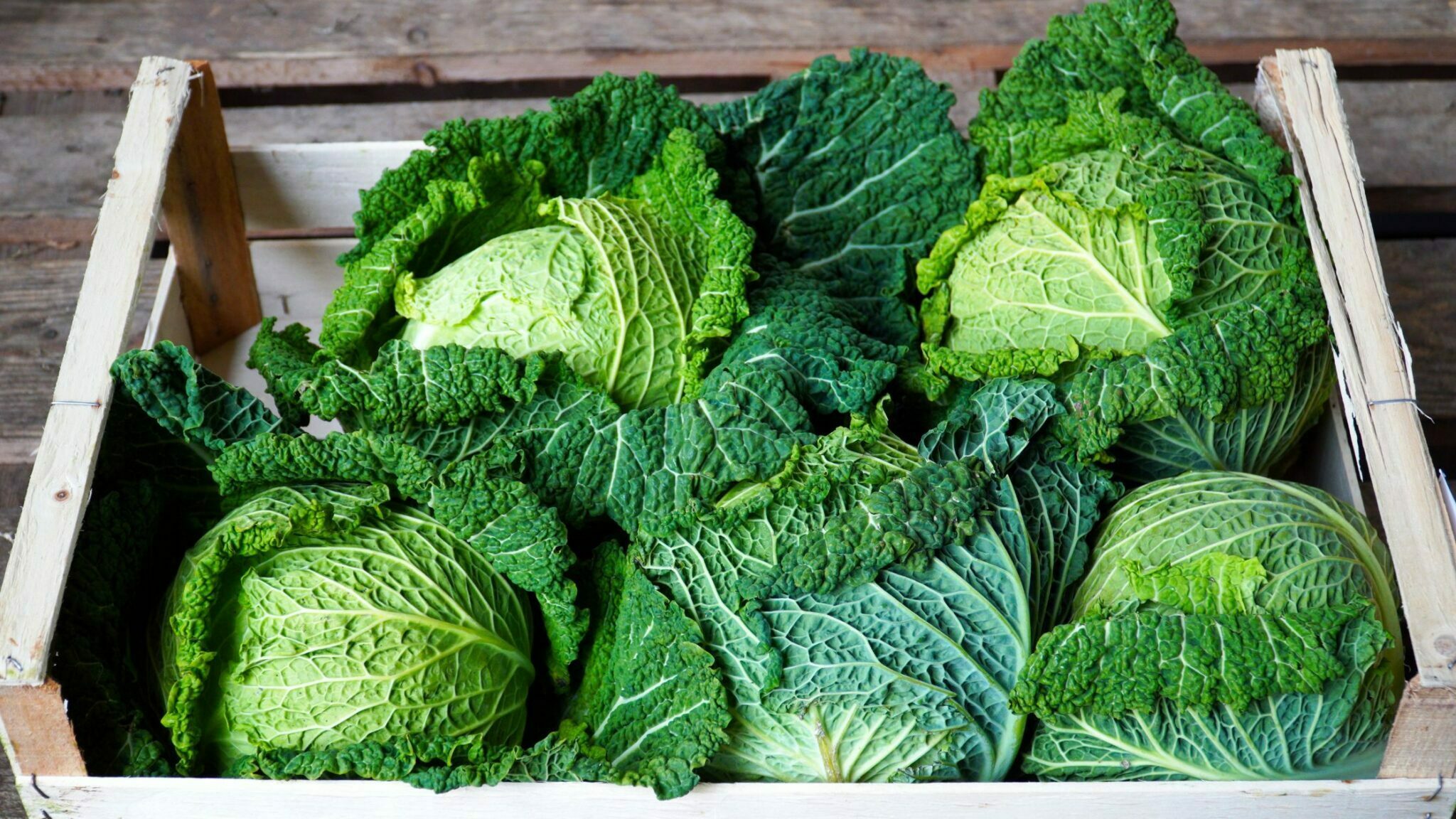 How To Harvest Cabbage 6 Easy Steps