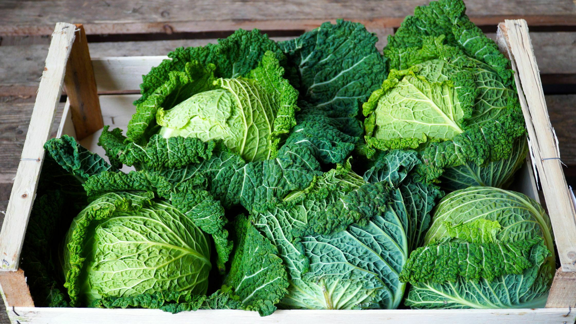 how-to-harvest-cabbage-6-easy-steps