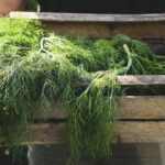 How To Harvest Dill - 5 Easy Steps 3 How to Harvest Dill