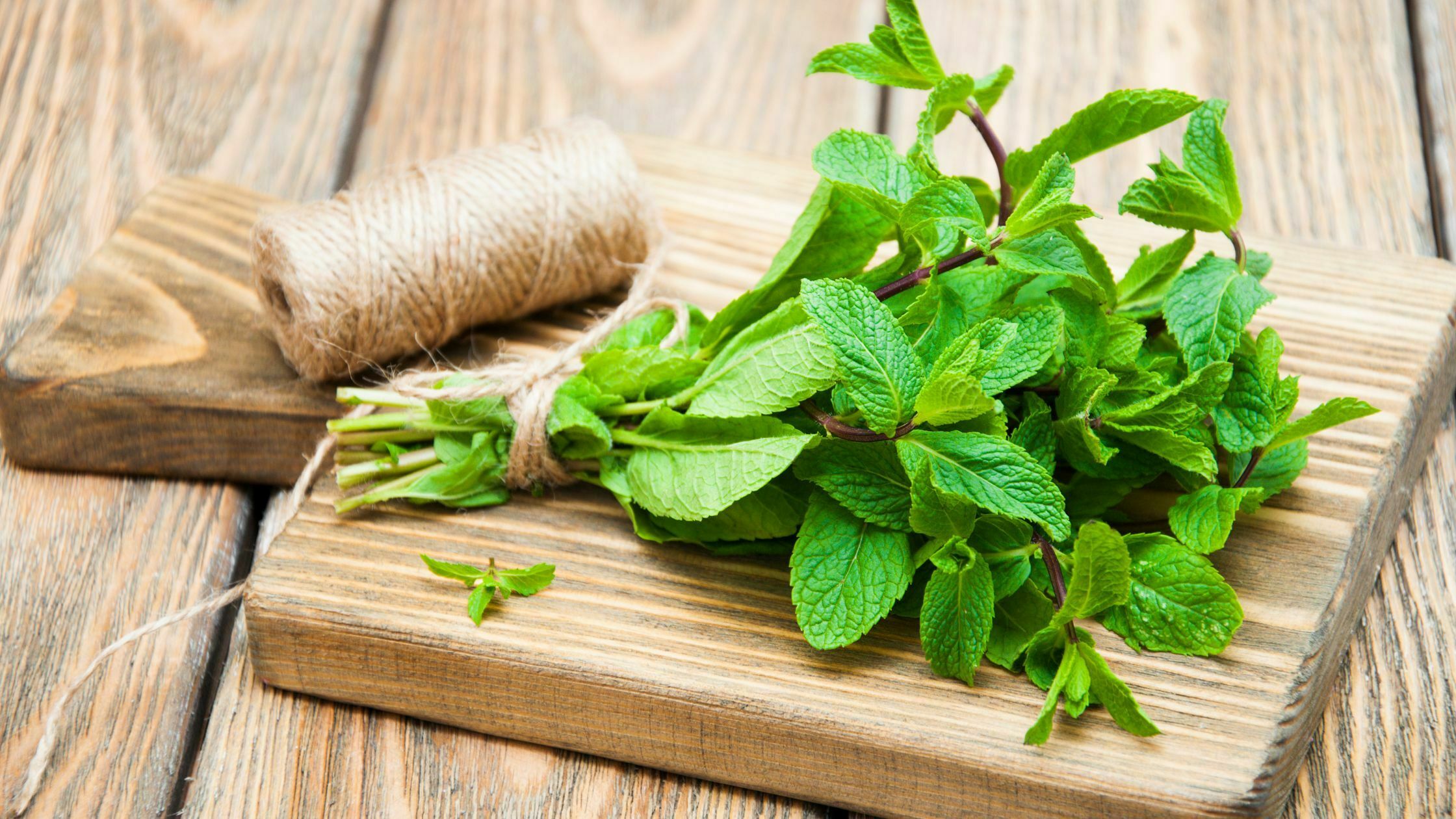 How To Harvest Mint - 5 Easy Steps 1 How to Harvest Mint