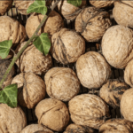 How to Harvest Walnuts