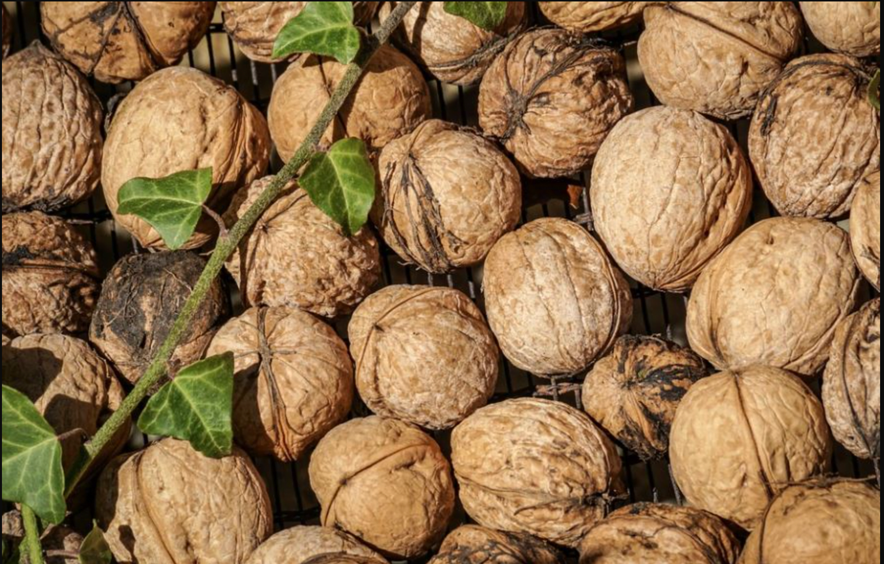 How To Harvest Walnuts In 2 Easy Steps 6 How to Harvest Walnuts