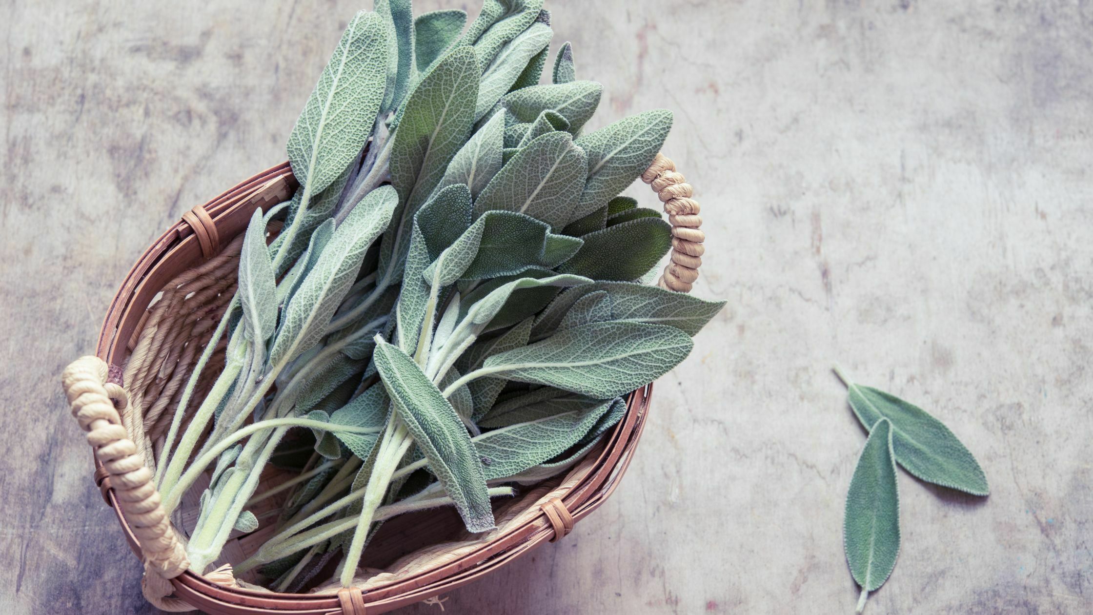 How To Harvest Sage - 3 Easiest Methods 9 How to Harvest sage