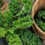 How To Harvest Kale - 5 Easy Steps 3 How to harvest Kale