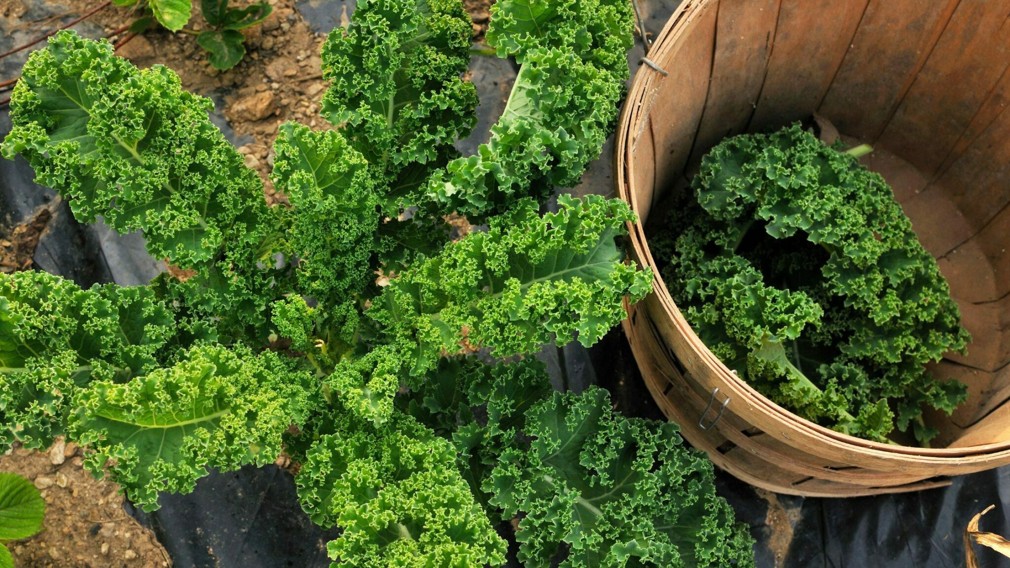 How To Harvest Kale 5 Easy Steps