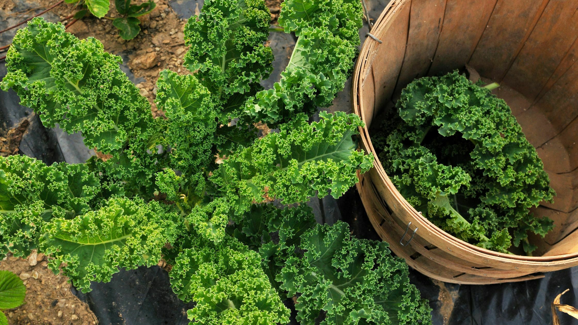 How To Harvest Kale - 5 Easy Steps 10 How to harvest Kale