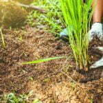 How To Harvest Lemongrass - 4 Easy Steps 3 harvest lemongrass
