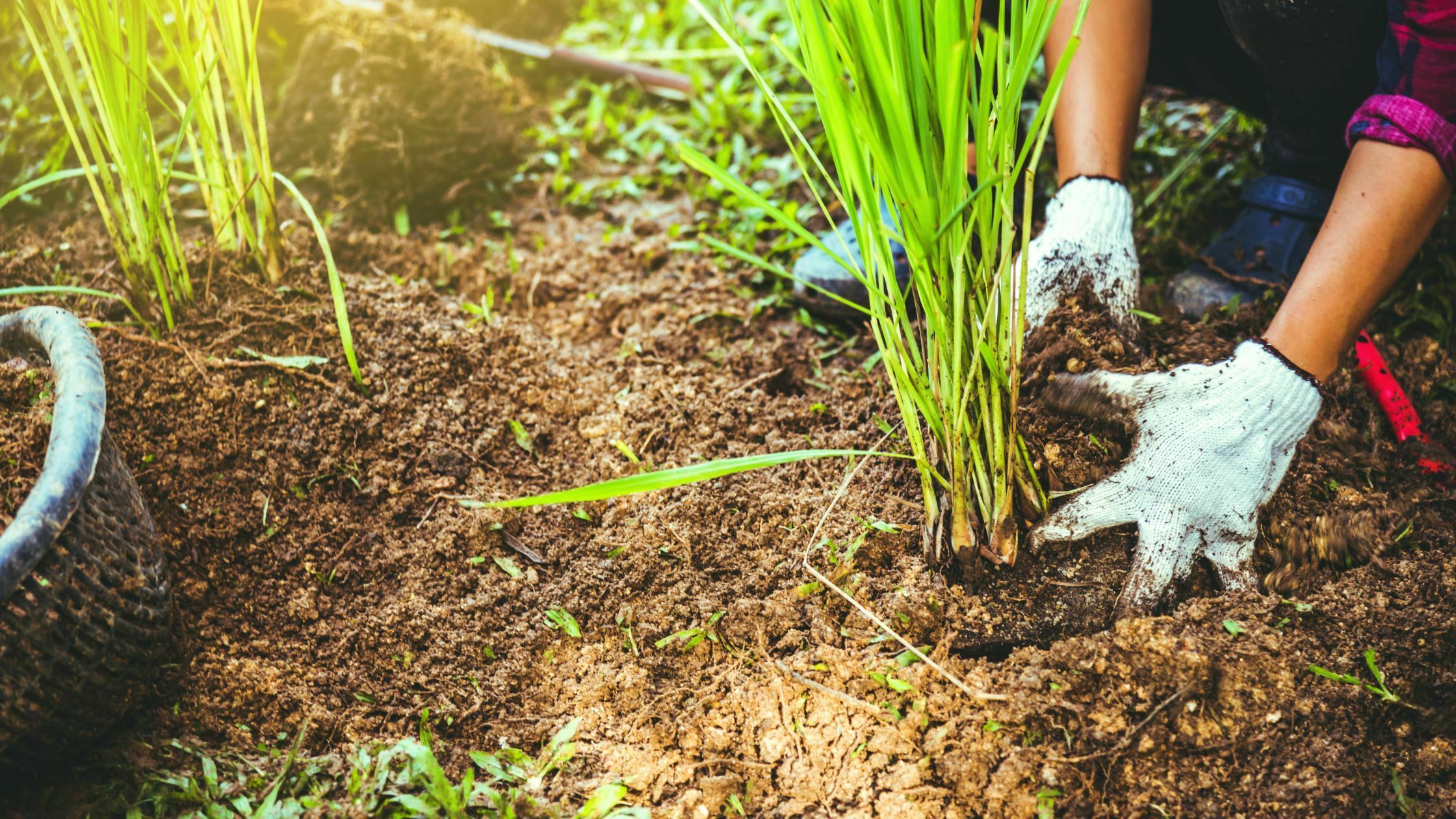 How To Harvest Lemongrass - 4 Easy Steps 1 harvest lemongrass