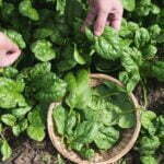 How To Harvest Spinach - 4 Easy Steps 2 How to Harvest Spinach - 4 Easy Steps