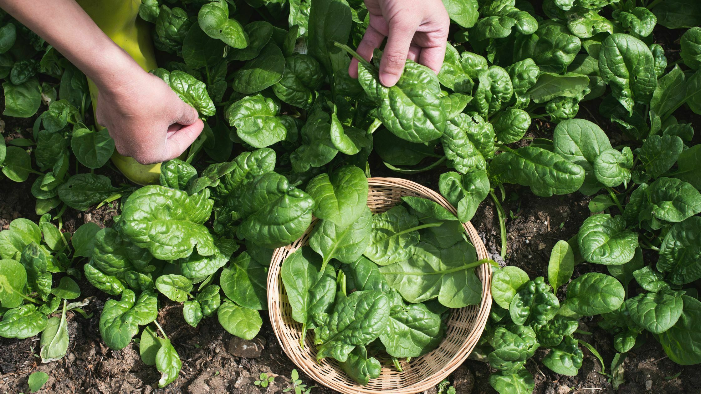 How To Harvest Spinach - 4 Easy Steps 8 How to Harvest Spinach - 4 Easy Steps