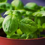 How To Harvest Basil Without Killing The Plant -3 Easy Steps 3 How to Harvest Basil without killing the plant