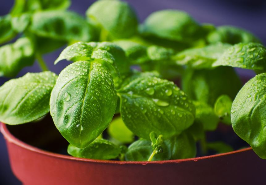 How To Harvest Basil Without Killing The Plant -3 Easy Steps 1 How to Harvest Basil without killing the plant