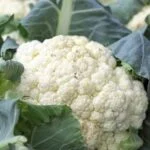 How to Harvest Cauliflower