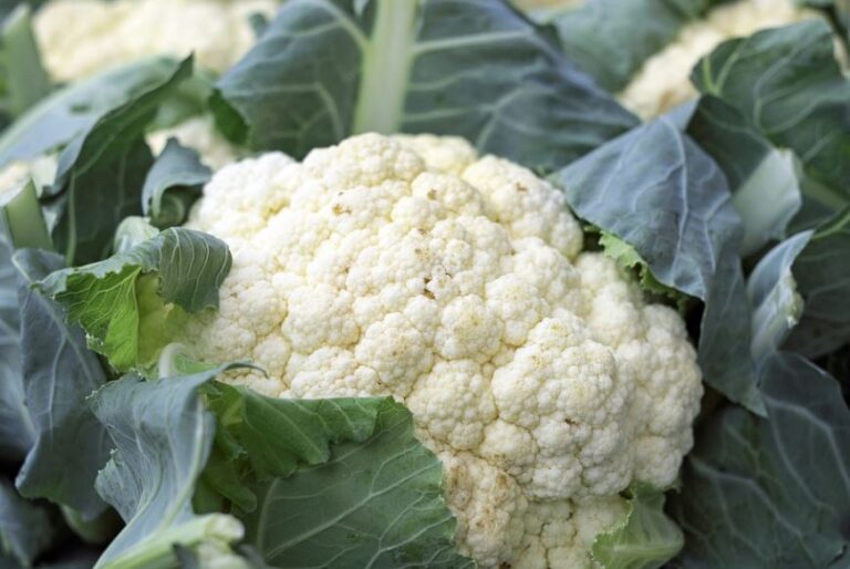 How To Harvest Cauliflower 1 Step Towards Healthy Eating