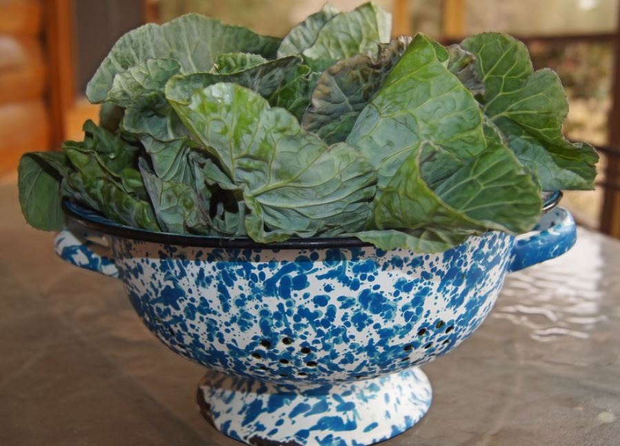 how to harvest collard greens