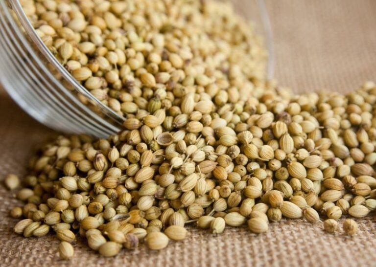 5 Best Ways To Harvest Coriander Properly