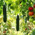 How To Harvest Cucumbers 3 How to harvest cucumbers. From picking the right time to harvest cucumbers to knowing when they're ripe, we've got you covered.