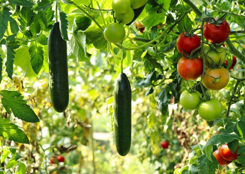 How To Harvest Cucumbers 1 How to harvest cucumbers. From picking the right time to harvest cucumbers to knowing when they're ripe, we've got you covered.