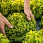 How To Harvest Lettuce - 4 Best Methods 3 How to harvest lettuce