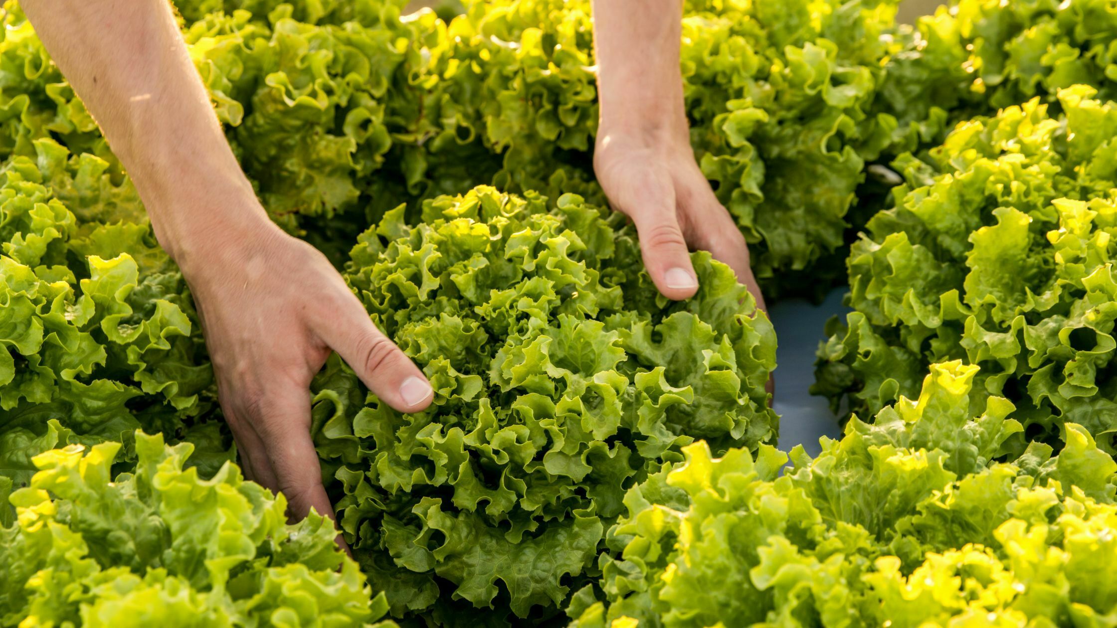 How To Harvest Lettuce - 4 Best Methods 9 How to harvest lettuce