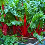 How To Harvest Swiss Chard - 6 Best Methods 3 Harvest Swiss Chard