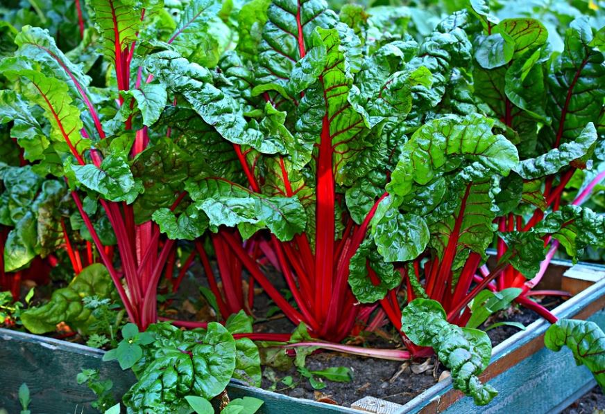 How To Harvest Swiss Chard - 6 Best Methods