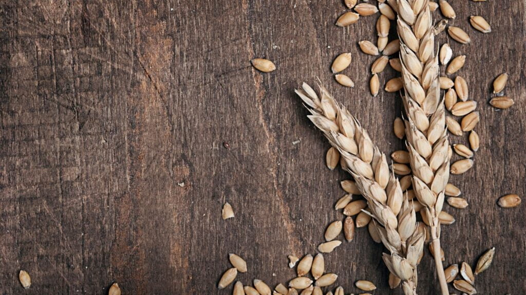 How To Harvest Wheat - 2 Easy Methods 1 How to Harvest Wheat - 2 Methods