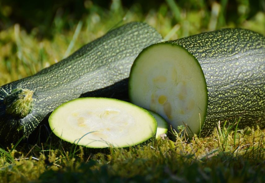 How to Harvest Zucchini - 3 Best Ways
