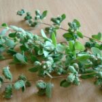 How To Harvest Oregano 2 How to Harvest Oregano