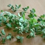 How to Harvest Oregano
