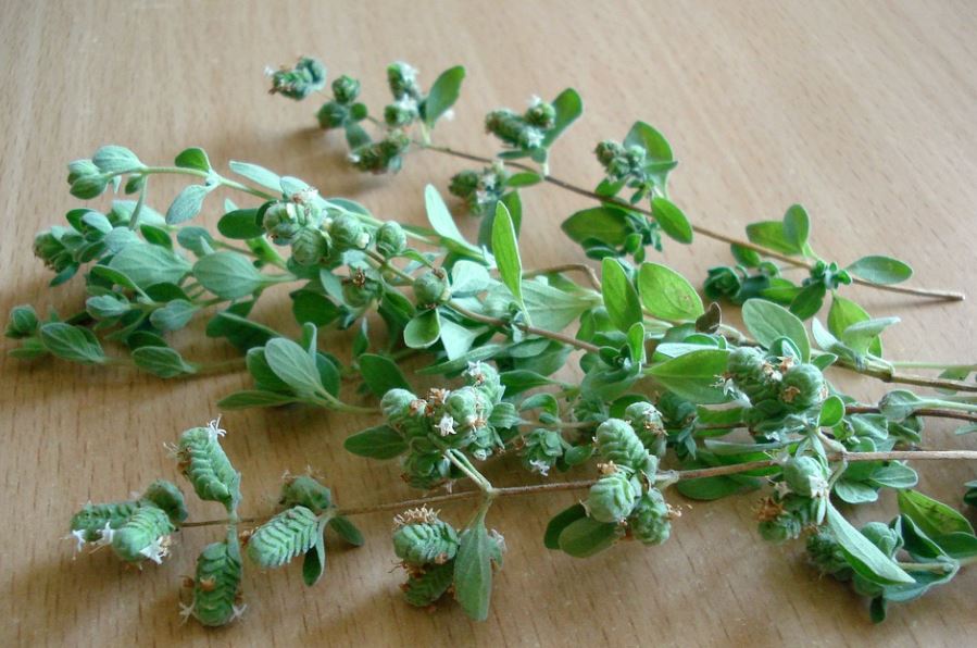 How To Harvest Oregano 1 How to Harvest Oregano