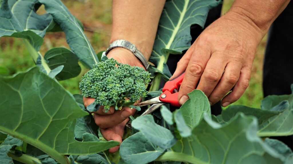 How To Harvest Broccoli 5 Easy Steps