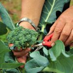 How To Harvest Broccoli - 5 Easy Steps 2 How To Harvest Broccoli