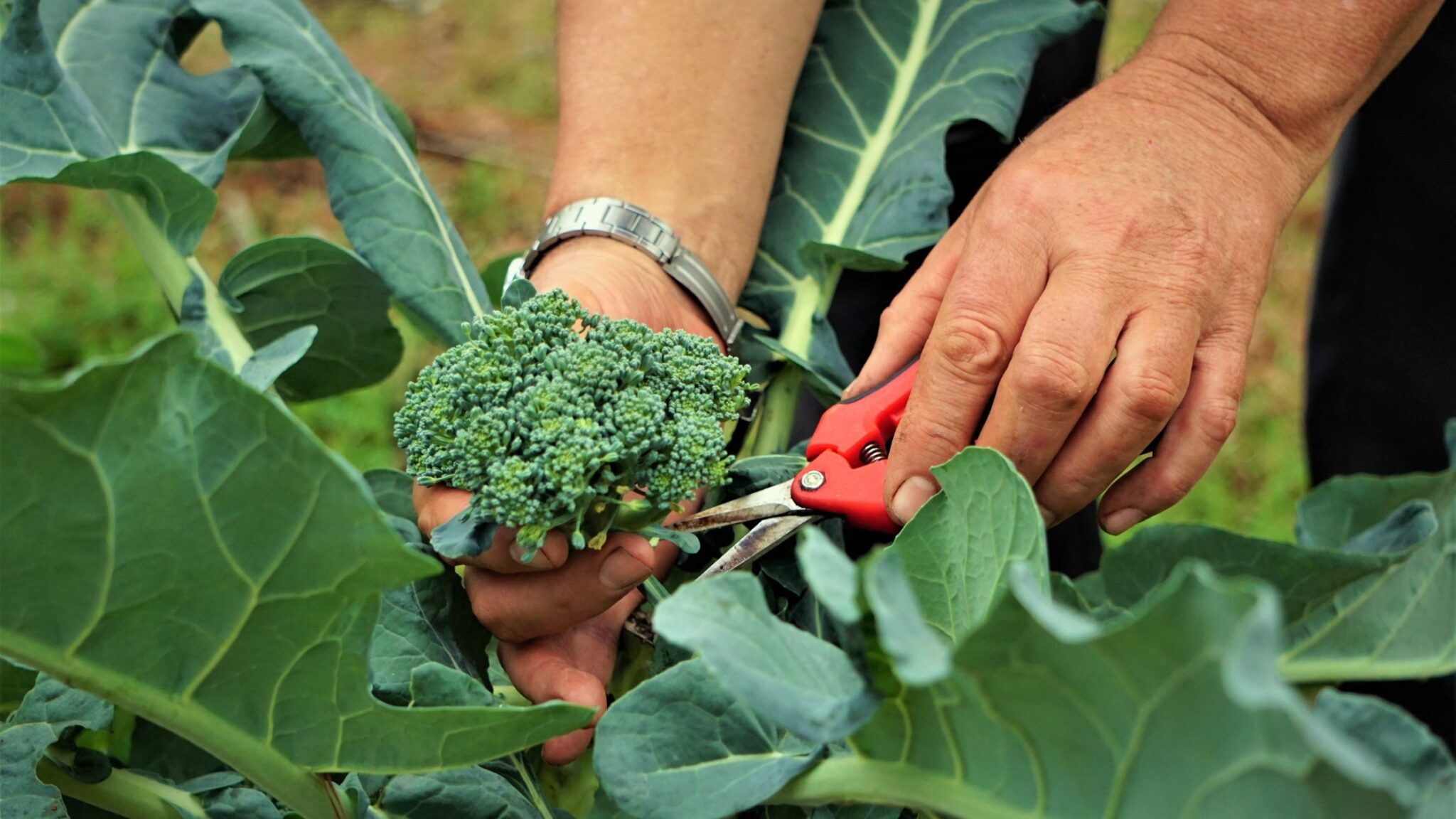 How To Harvest Broccoli 5 Easy Steps