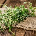 How To Harvest Thyme - 2 Best Methods 2 How to Harvest Thyme - 2 Best Methods