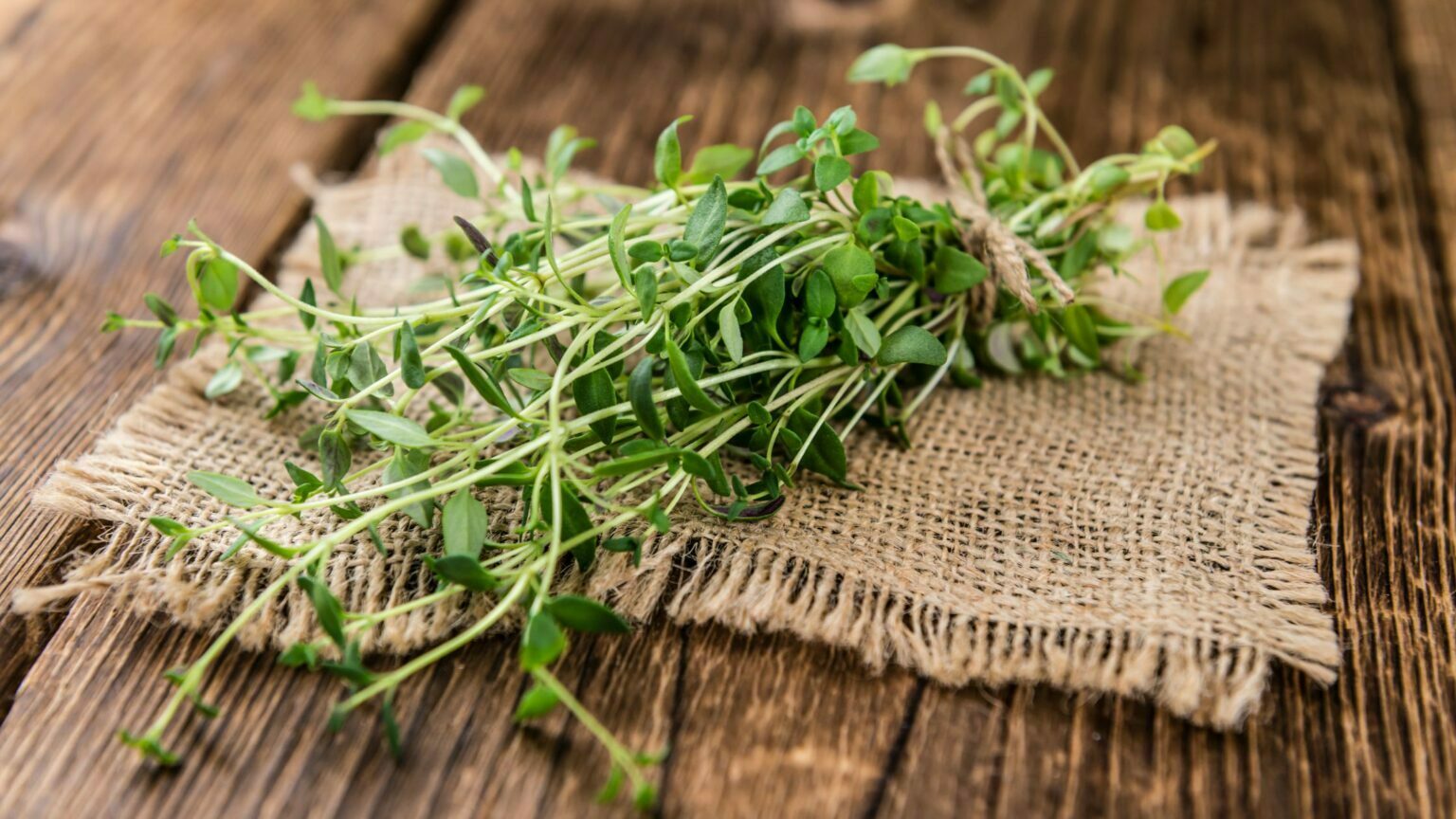 How To Harvest Thyme 2 Best Methods