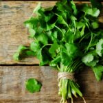 How To Harvest Cilantro - 5 Easy Steps 3 How to Harvest Cilantro - 5 Easy Steps