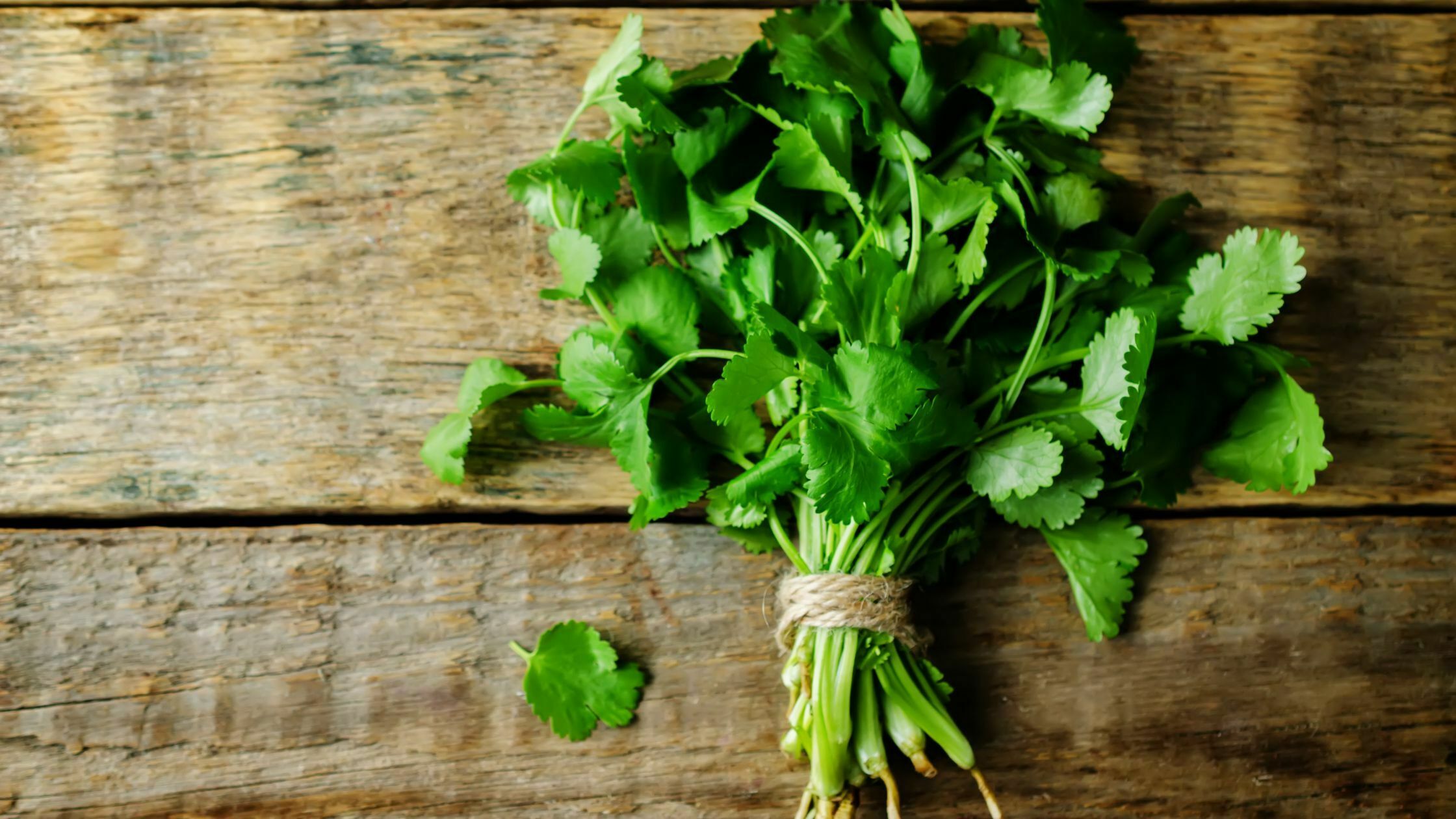 How To Harvest Cilantro - 5 Easy Steps 3 How to Harvest Cilantro - 5 Easy Steps