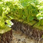 How To Harvest Parsley - 4 Easy Ways 3 How to Harvest Parsley
