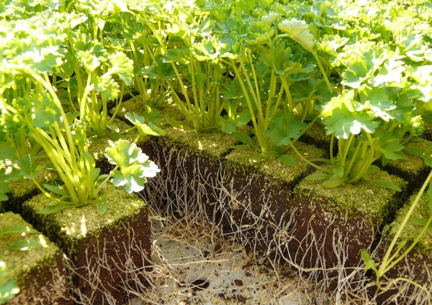 How To Harvest Parsley - 4 Easy Ways 1 How to Harvest Parsley