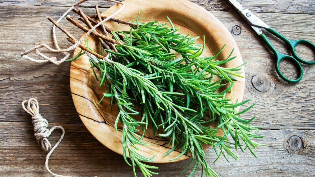 How To Harvest Rosemary 3 Easy Steps