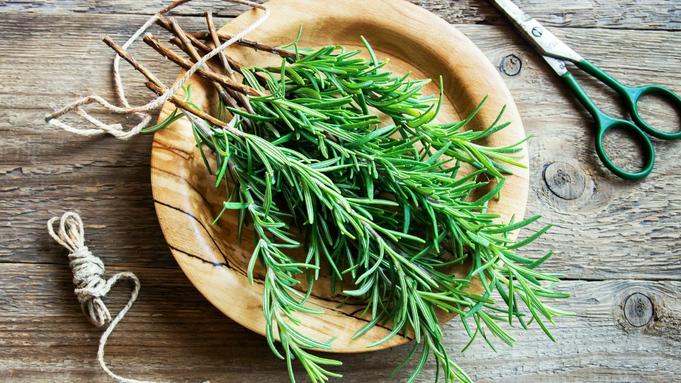 How To Harvest Rosemary - 3 Easy Steps 5 How to Harvest Rosemary
